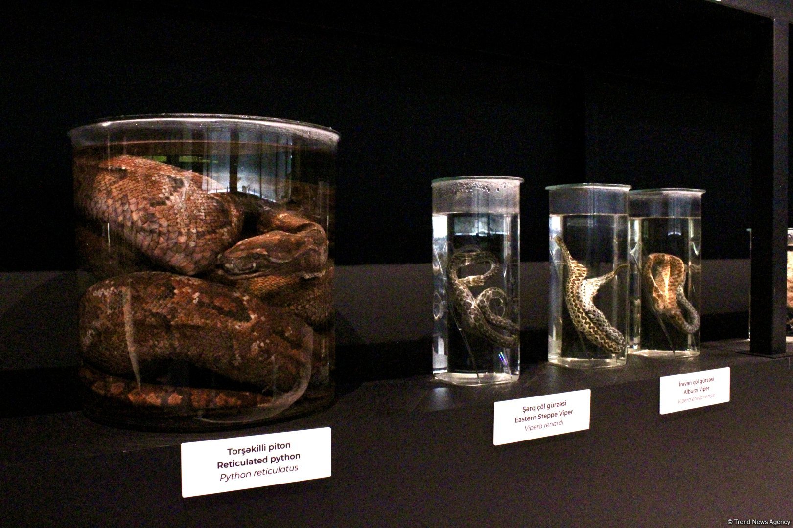 Туристический комплекс грязевых вулканов (Фоторепортаж)