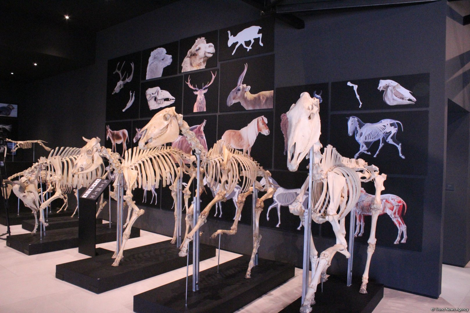 Туристический комплекс грязевых вулканов (Фоторепортаж)