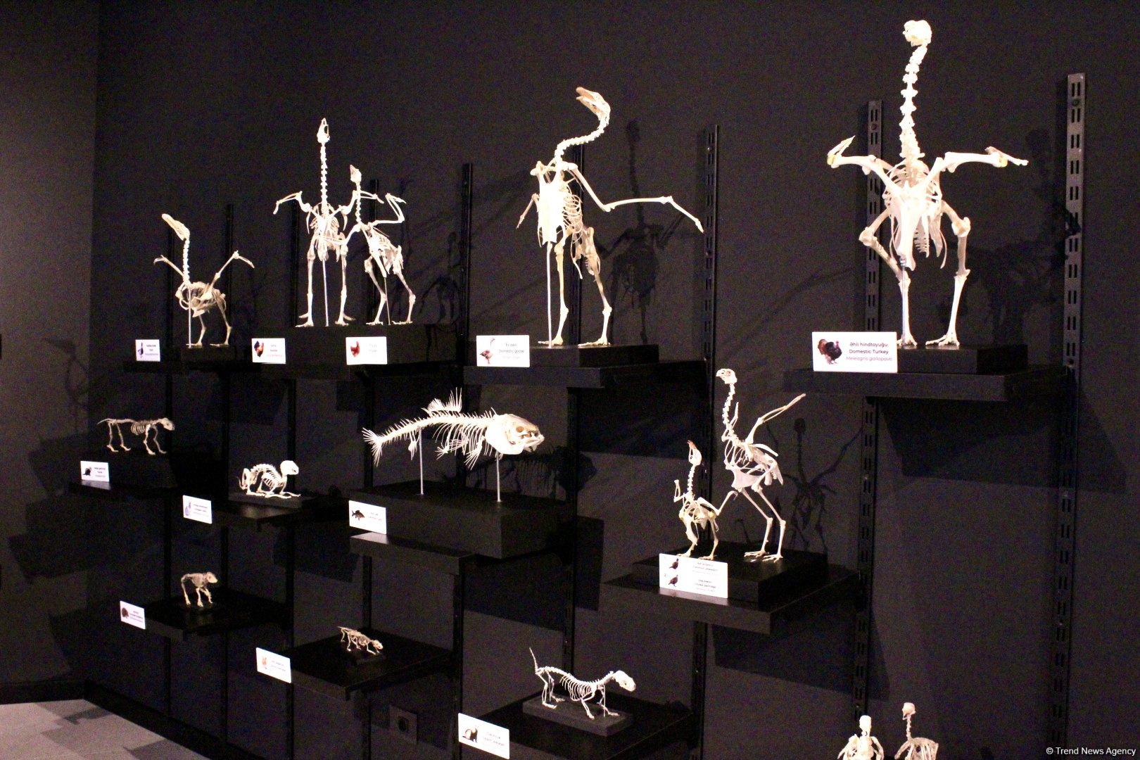 Туристический комплекс грязевых вулканов (Фоторепортаж)