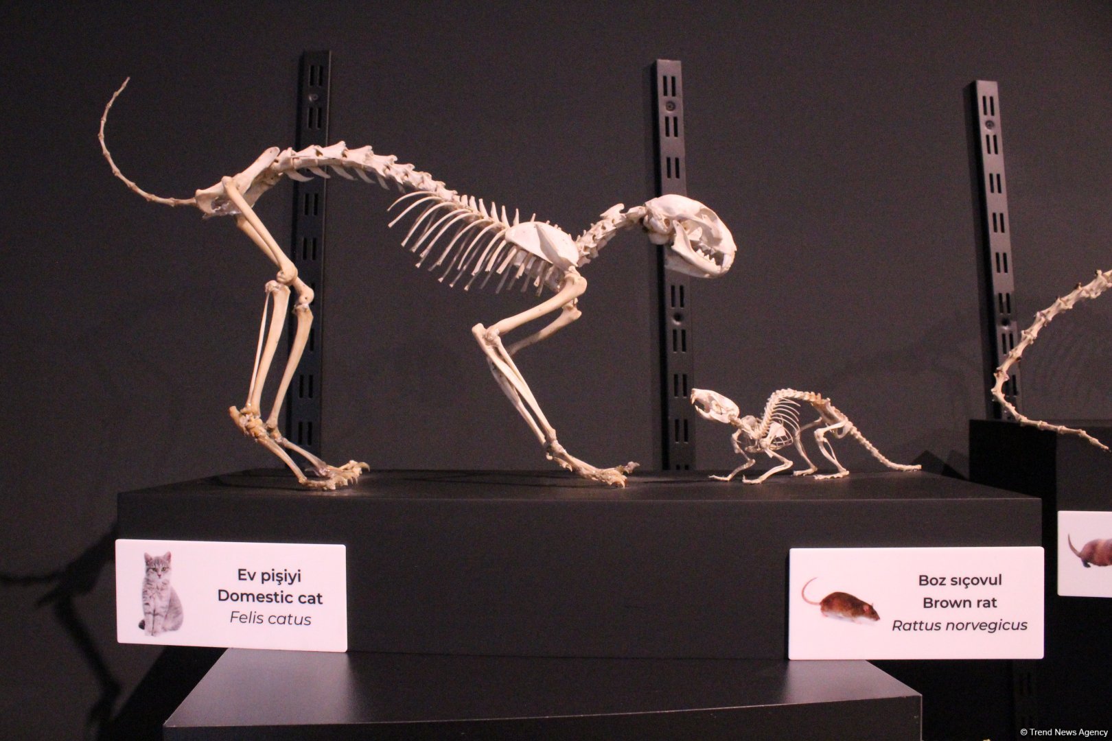 Туристический комплекс грязевых вулканов (Фоторепортаж)