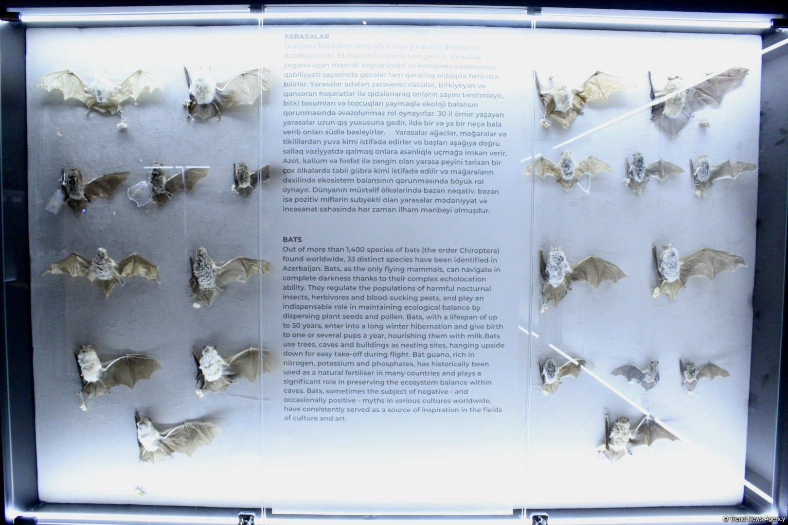 Туристический комплекс грязевых вулканов (Фоторепортаж)