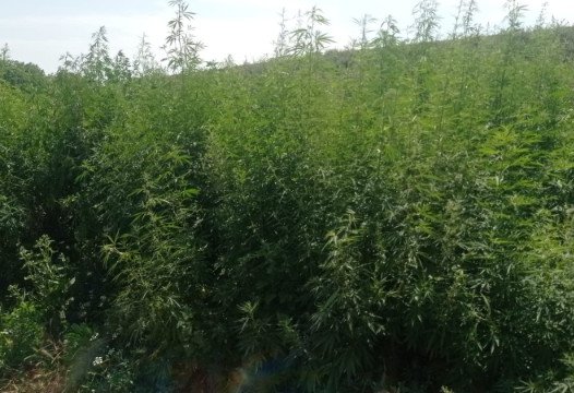 Поправка к закону значительно облегчит работу землевладельцев - депутат Милли Меджлиса