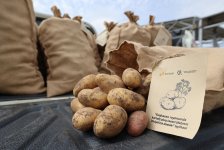 Проект «Поддержка развития картофелеводства в Дашкесанском районе», реализуемый ЗАО «AzerGold», успешно завершен (ВИДЕО/ФОТО)
