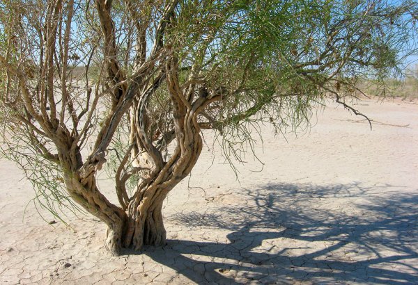 Туркменистан разрабатывает технологию для борьбы с опустыниванием