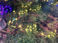 На COP29 состоялась церемония открытия павильона Турции (ФОТО)