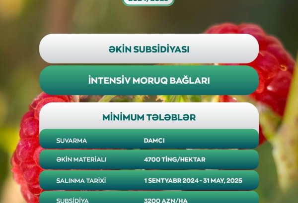 За каждый гектар малиновых садов фермерам будет предоставлена единовременная субсидия в размере 3200 манатов