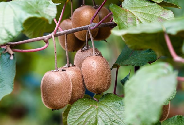 В Азербайджане на создание интенсивных садов киви  будет предоставляться субсидия