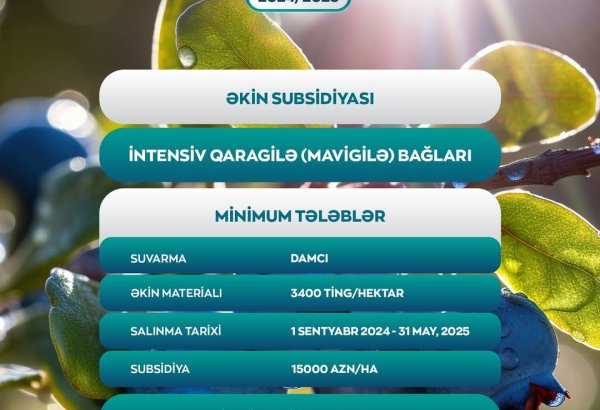 Впервые в Азербайджане фермерам будут предоставлены субсидии на создание черничных садов