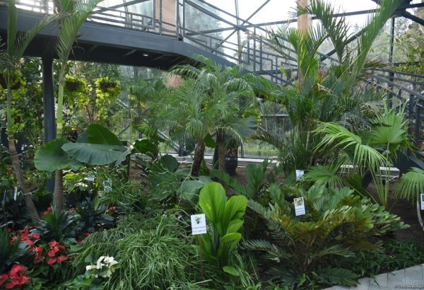 90-летний фонд природы в Баку - Фоторепортаж из Центрального ботанического сада