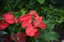 90-летний фонд природы в Баку - Фоторепортаж из Центрального ботанического сада