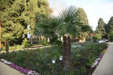 90-летний фонд природы в Баку - Фоторепортаж из Центрального ботанического сада