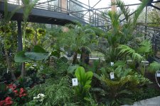 90-летний фонд природы в Баку - Фоторепортаж из Центрального ботанического сада