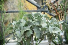 90-летний фонд природы в Баку - Фоторепортаж из Центрального ботанического сада