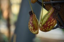 90-летний фонд природы в Баку - Фоторепортаж из Центрального ботанического сада