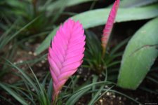 90-летний фонд природы в Баку - Фоторепортаж из Центрального ботанического сада