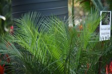 90-летний фонд природы в Баку - Фоторепортаж из Центрального ботанического сада