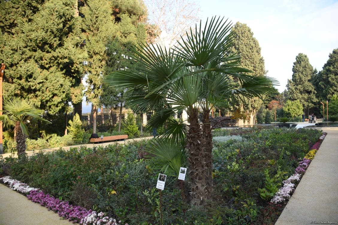 90-летний фонд природы в Баку - Фоторепортаж из Центрального ботанического сада