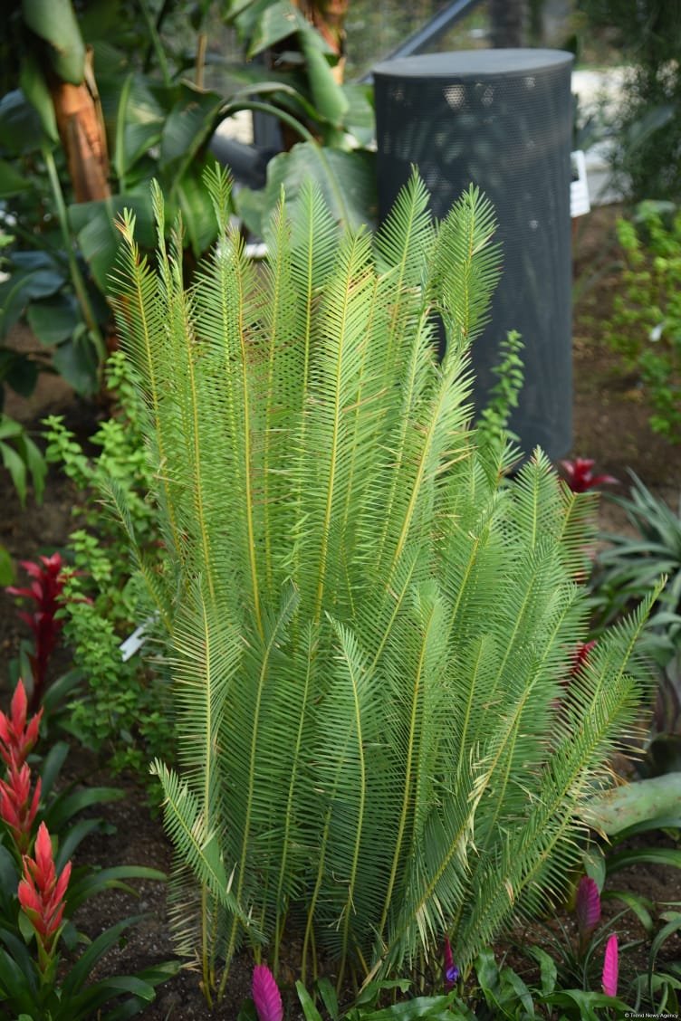 90-летний фонд природы в Баку - Фоторепортаж из Центрального ботанического сада