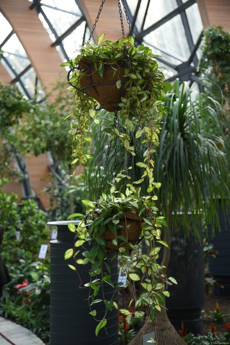 90-летний фонд природы в Баку - Фоторепортаж из Центрального ботанического сада