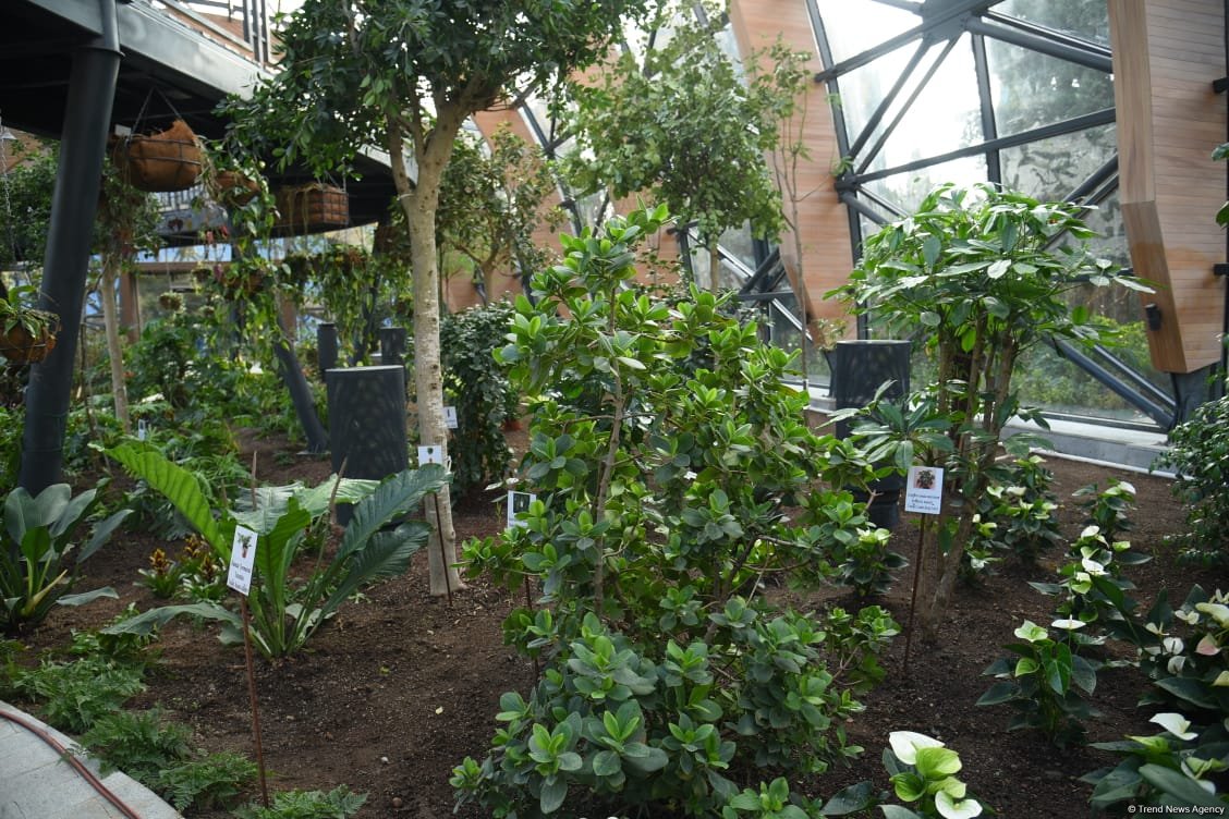 90-летний фонд природы в Баку - Фоторепортаж из Центрального ботанического сада