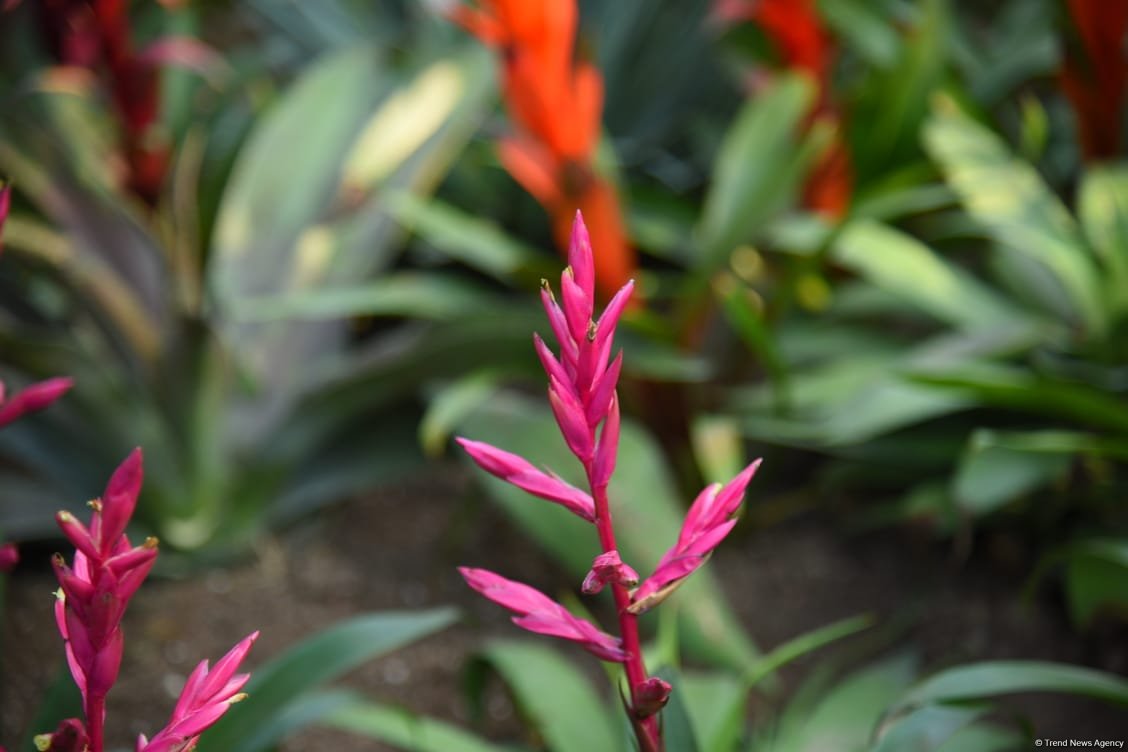 90-летний фонд природы в Баку - Фоторепортаж из Центрального ботанического сада
