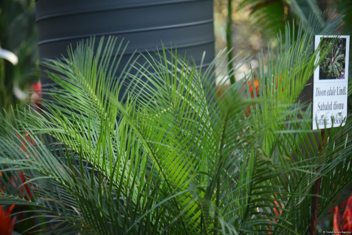 90-летний фонд природы в Баку - Фоторепортаж из Центрального ботанического сада