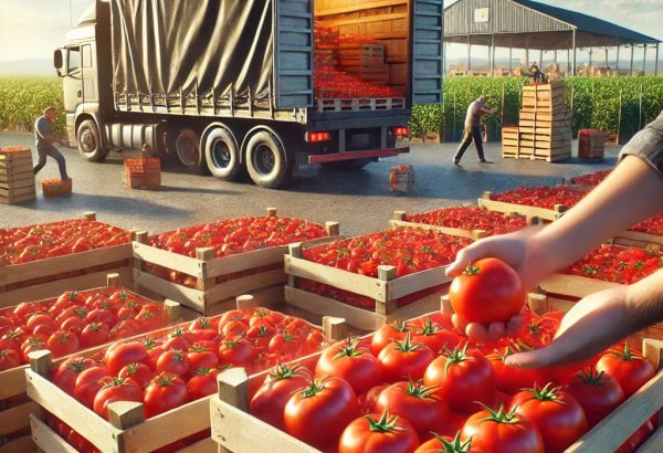 Названы доходы Азербайджана  от экспорта томатов