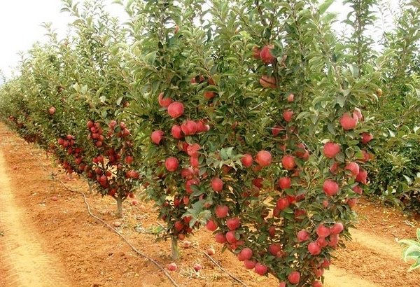 В Азербайджане будет предоставлена субсидия на посадку интенсивных яблоневых садов