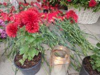 Люди приносят цветы к дому, где жил капитан разбившегося самолета AZAL  Игорь Кшнякин (ФОТО)