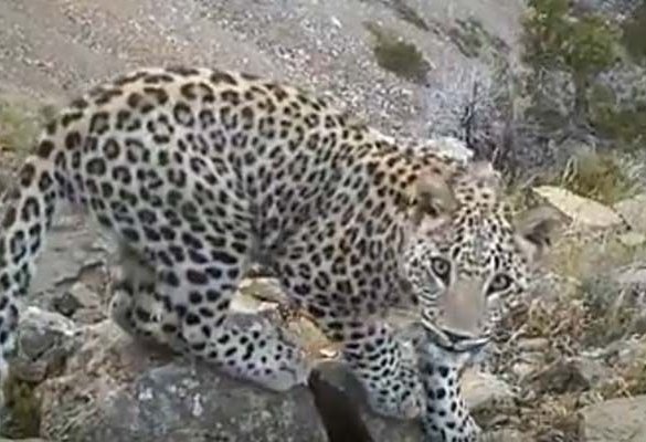 В Азербайджане увеличилось число леопардов (ВИДЕО)