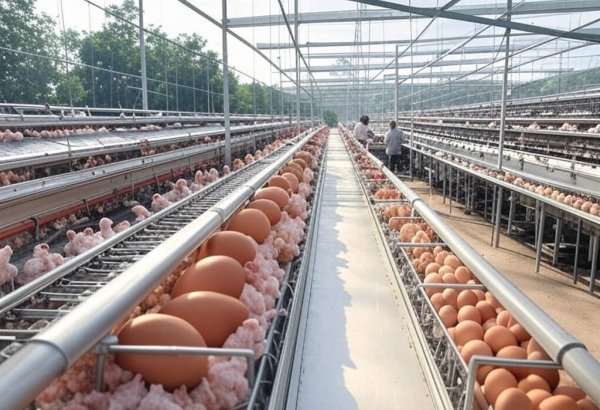 Азербайджан будет экспортировать яйца еще в три страны