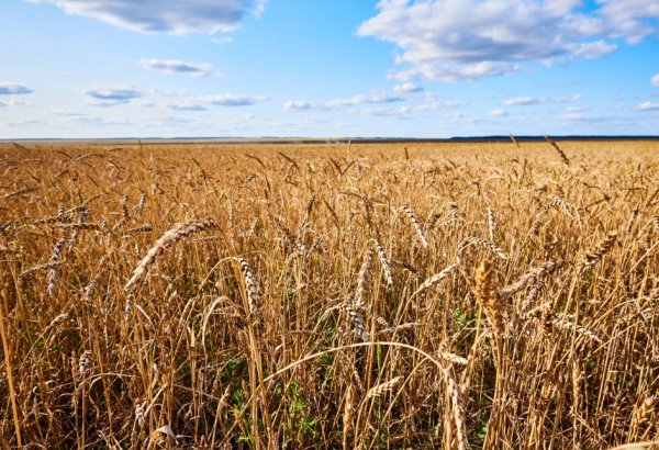 Экспорт зерна из Казахстана в Азербайджан значительно вырос в январе-мае