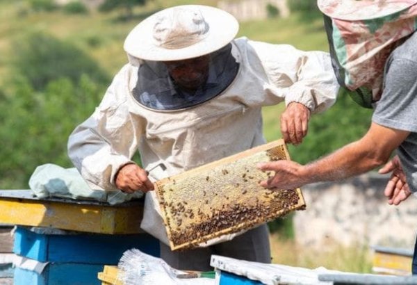 Названы наиболее подходящие районы для пчеловодства на освобожденных территориях Азербайджана