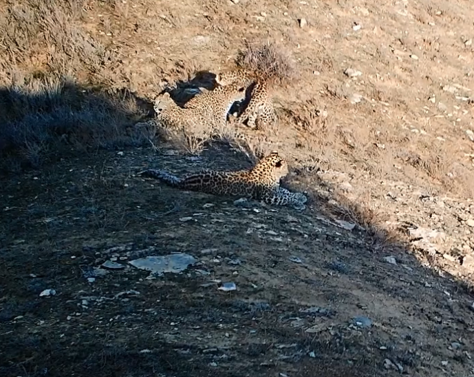 В Зангезурском национальном парке в кадр фотоловушки попали пять леопардов (ВИДЕО)