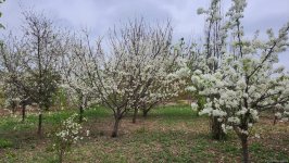 Фоторепортаж из восстановленного села Джоджуг Марджанлы