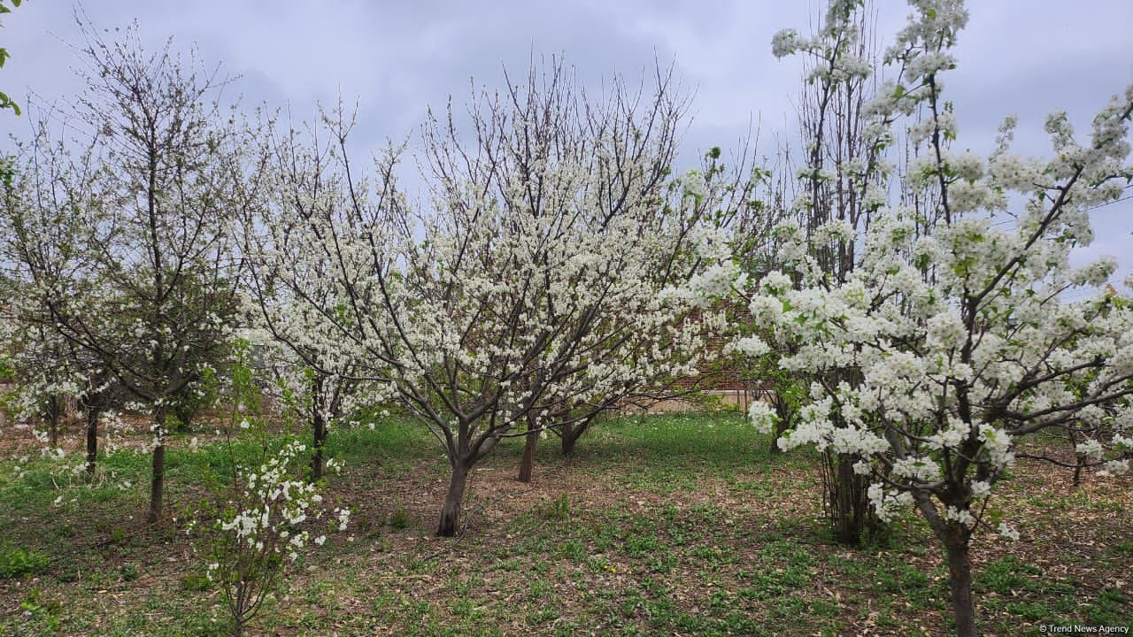 Фоторепортаж из восстановленного села Джоджуг Марджанлы