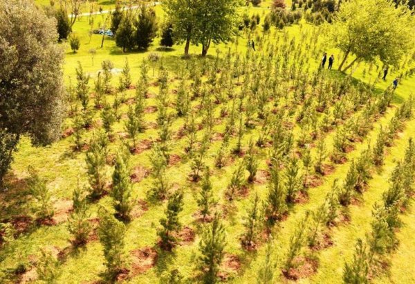 В Баку проведена очередная акция по посадке деревьев (ФОТО)