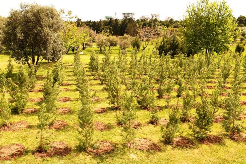 В Баку проведена очередная акция по посадке деревьев (ФОТО)