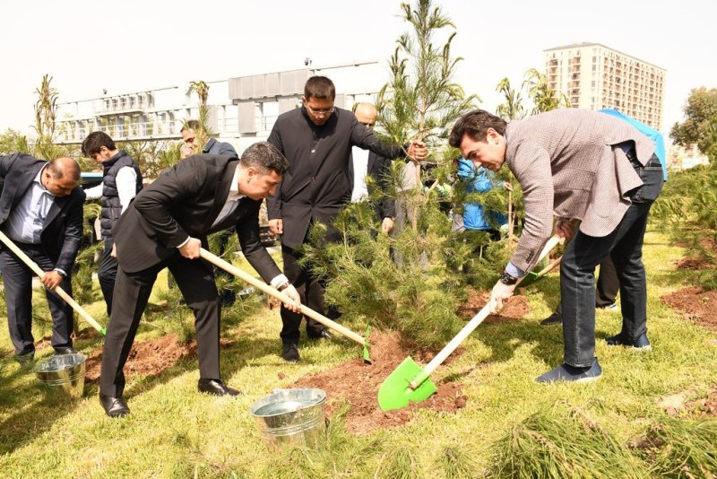 В Баку проведена очередная акция по посадке деревьев (ФОТО)