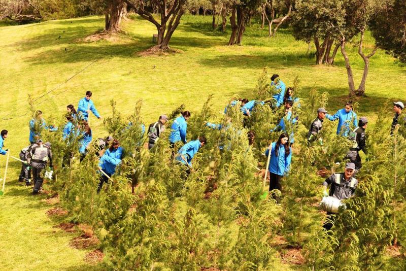 В Баку проведена очередная акция по посадке деревьев (ФОТО)