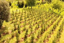 В Баку проведена очередная акция по посадке деревьев (ФОТО)