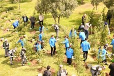 В Баку проведена очередная акция по посадке деревьев (ФОТО)