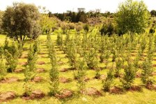 В Баку проведена очередная акция по посадке деревьев (ФОТО)