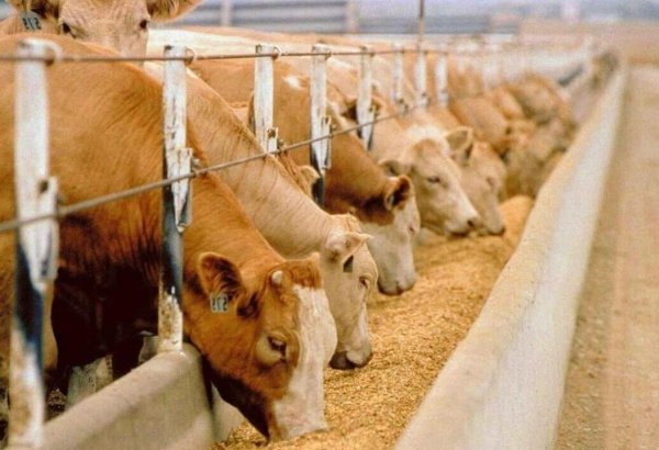Boehringer Ingelheim о возможности экспорта произведенных в Казахстане вакцин против ящура (Эксклюзив)