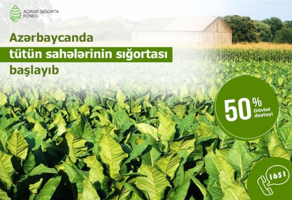 В Азербайджане началось страхование табачных плантаций