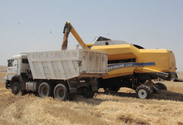 Азербайджан значительно увеличил импорт пшеницы за январь-июнь 2025 года