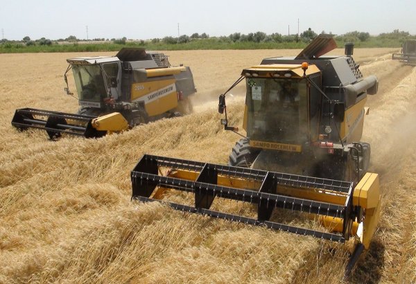 Сколько техники задействовано в уборке зерновых в Азербайджане?