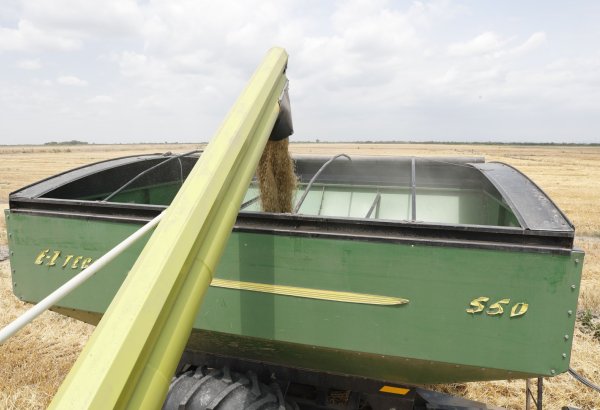 Уборка урожая зерновых в Азербайджане завершена на 21% посевных площадей