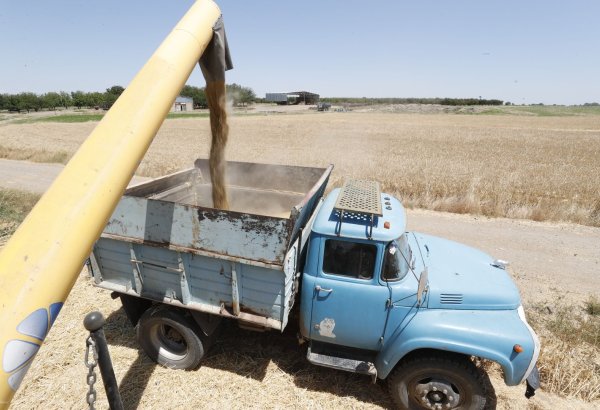 Уборка зерновых в Азербайджане завершена почти на 60% посевных площадей