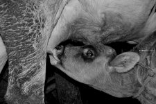 От крепости к крепости – Гедабей: земля исторических памятников (ФОТО)